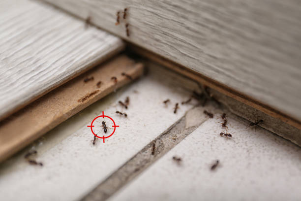 Best Residential Pest Control  in South Carthage, TN